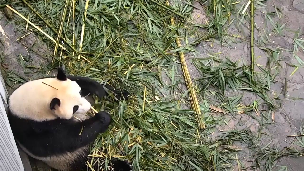 DAL VIVO @ Asia – Panda nella città di Chengdu in Cina