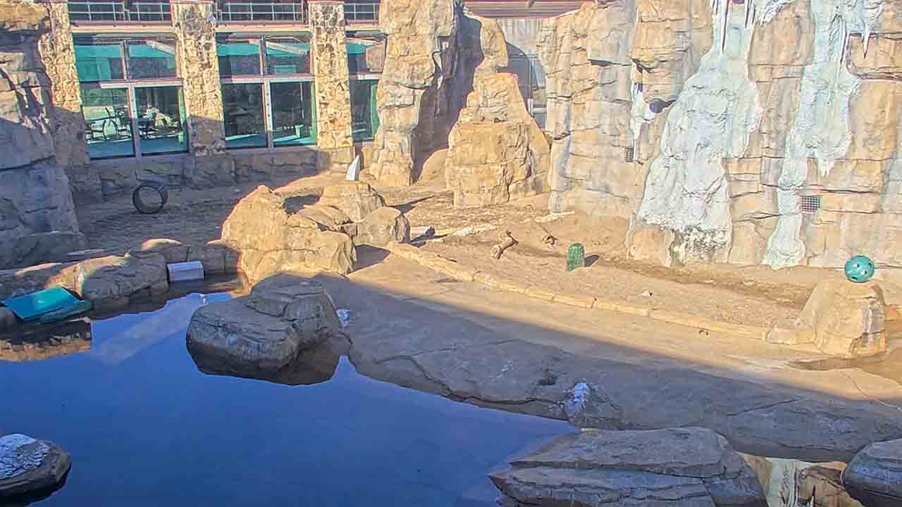 DAL VIVO @ USA – Kansas City Zoo orso polare– Missouri.